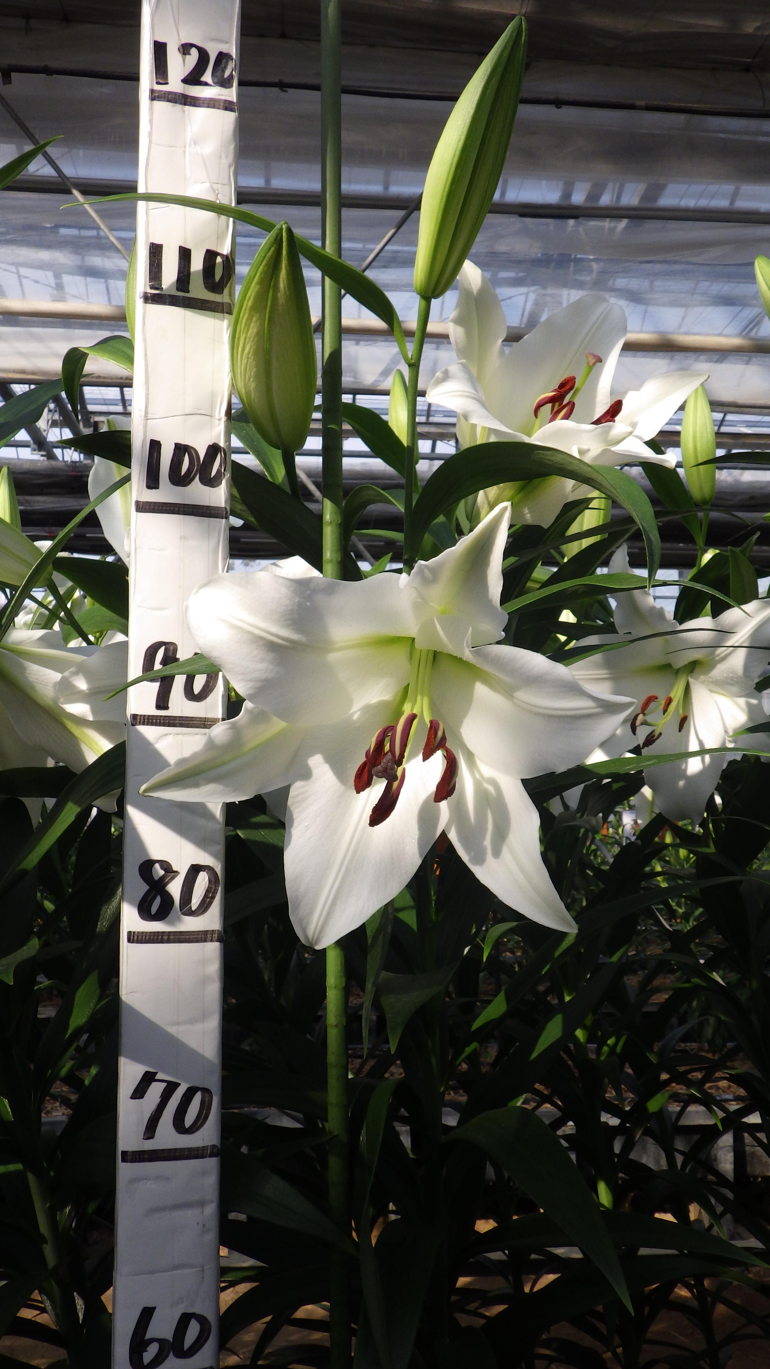 ホワイトステップ